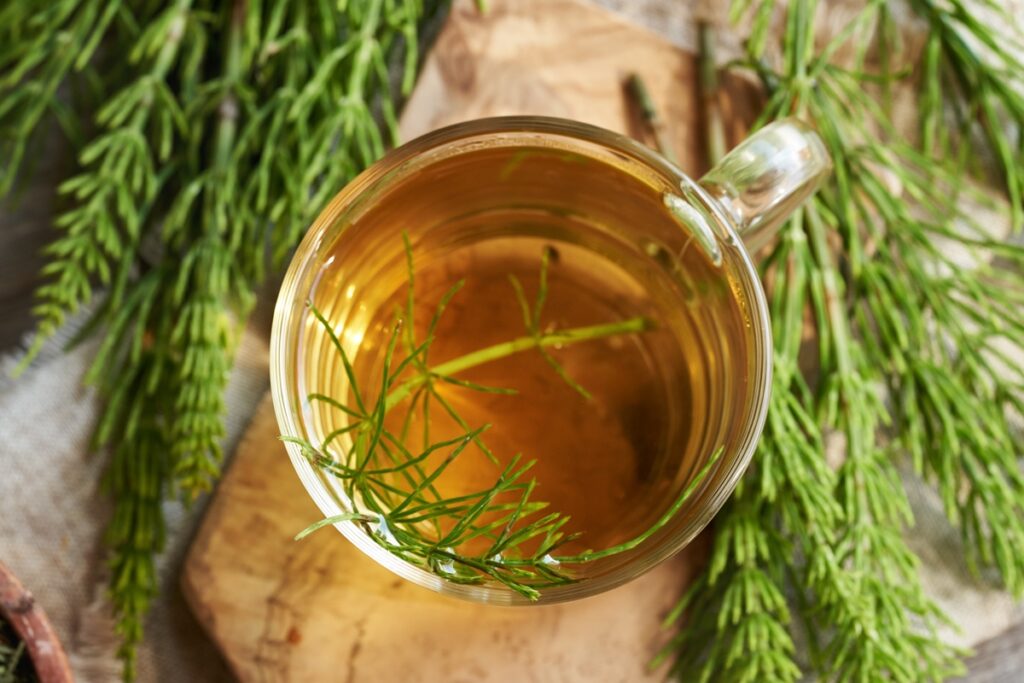 cha-de-cavalinha:-saiba-beneficios-da-erva-medicinal