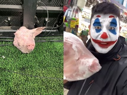 o-cerco-fechou!-policia-investiga-torcedor-que-arremessou-cabeca-de-porco-em-gramado