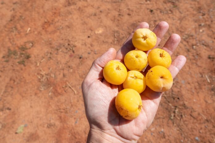 fruta-do-cerrado-ajuda-a-controlar-diabetes-e-facilita-digestao