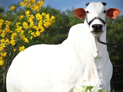 brasileira,-vaca-mais-cara-do-mundo-e-arrematada-em-leilao-por-valor-milionario