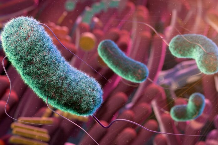quais-sao-as-bacterias-mais-perigosas-do-mundo?
