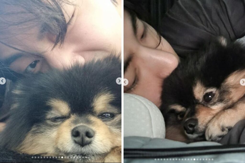 morre-mascote-de-v,-do-bts