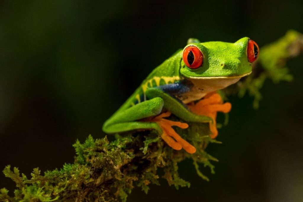 como-as-secas-afetam-sapos,-ras-e-pererecas-no-brasil-e-no-mundo