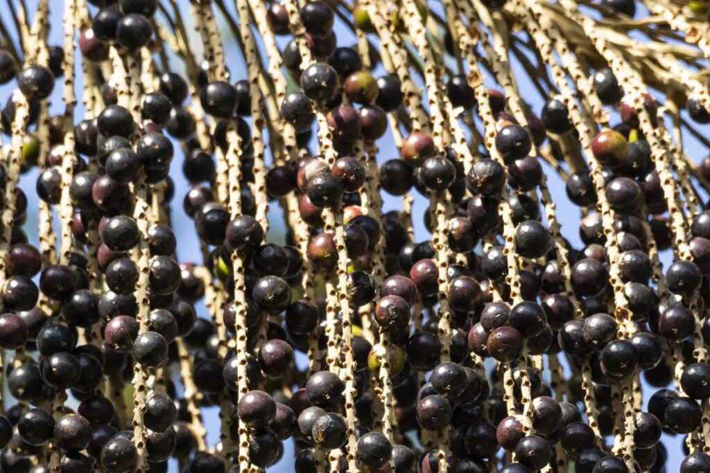 conheca-fruta-prima-do-acai-que-pode-ser-usada-para-tratar-obesidade