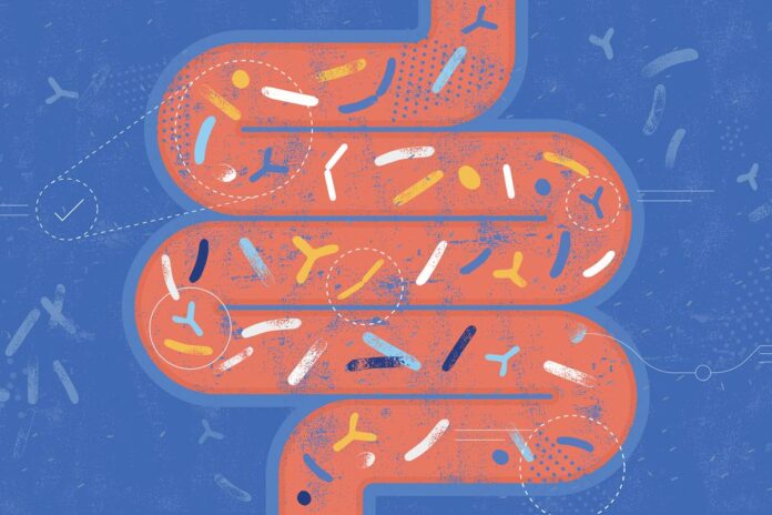 cuidar-da-microbiota-pode-ajudar-a-combater-a-fragilidade-entre-idosos