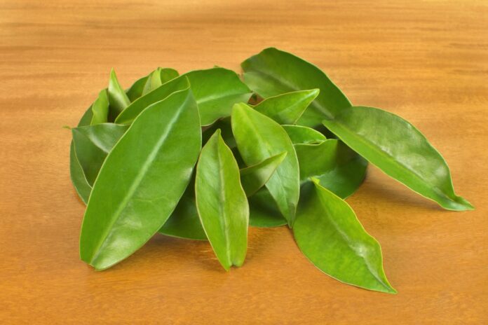 cha-de-ora-pro-nobis:-como-fazer-e-quais-os-beneficios-da-infusao