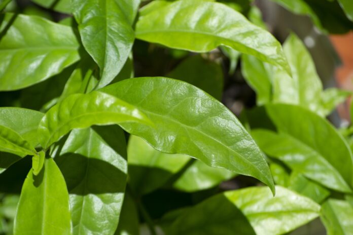 ora-pro-nobis:-qual-a-melhor-maneira-de-consumir-a-planta