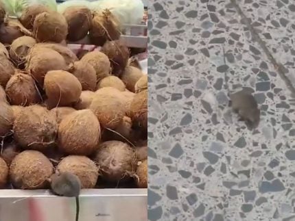 ratos-invadem-supermercado-no-df-e-antecipam-ceia-de-natal