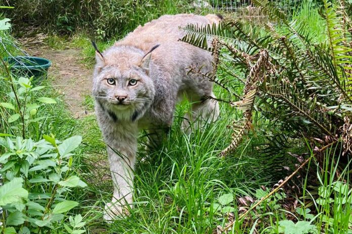 metade-dos-grandes-felinos-de-parque-nos-eua-morre-de-gripe-aviaria