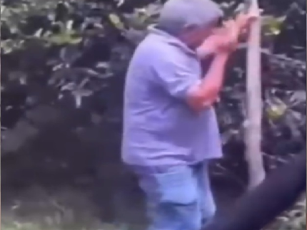ex-vereador-morre-apos-ataque-de-abelhas-no-interior-do-ceara