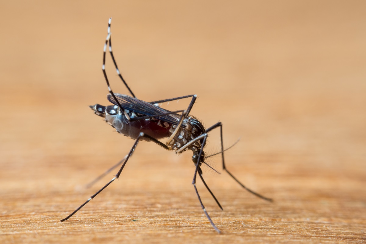 cientistas-descobrem-como-zika-afeta-a-formacao-do-cerebro-de-bebes