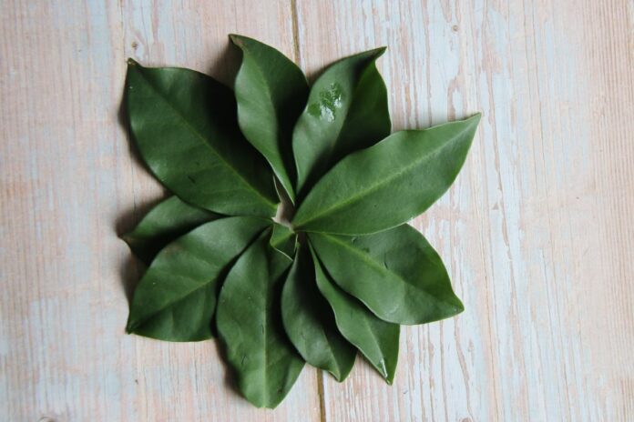 ora-pro-nobis-crua?-saiba-se-e-seguro-comer-a-planta-sem-cozinhar