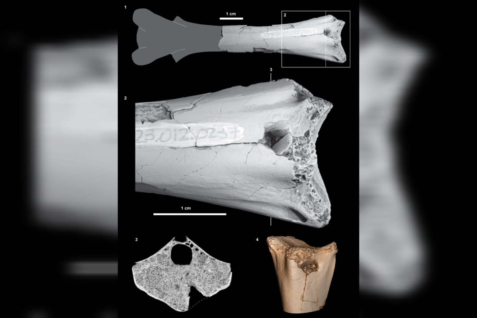 fossil-mordido-comprova-existencia-de-crocodilo-ha-76-milhoes-de-anos