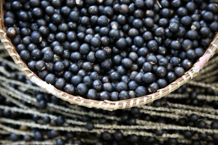 caroco-do-acai,-um-remedio-natural-contra-obesidade-e-diabetes