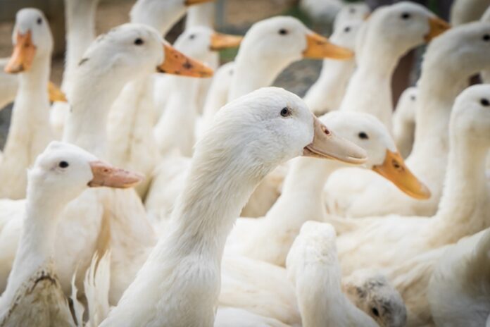 eua-confirmam-primeiro-surto-de-gripe-aviaria-pela-cepa-h5n9