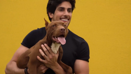 viloes-ou-vitimas?-a-verdade-sobre-a-raca-pit-bull