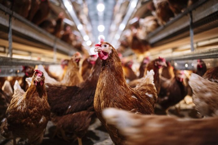 caso-de-gripe-aviaria-h5n1-em-humano-e-detectado-na-inglaterra