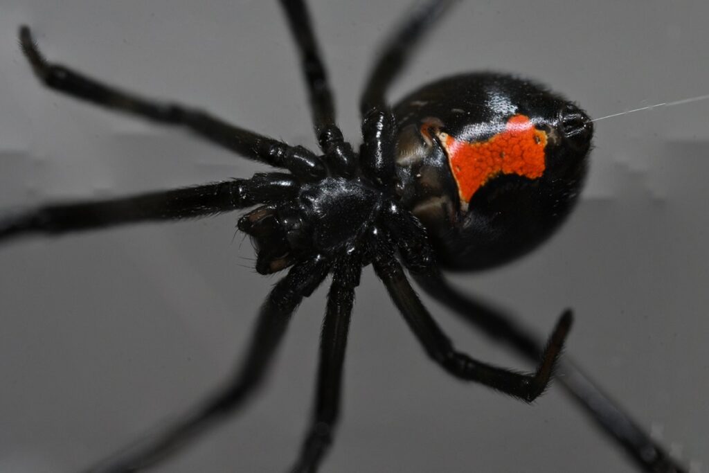 caso-raro:-mulher-moi-aranha-viuva-negra-inteira-e-injeta-em-si-mesma