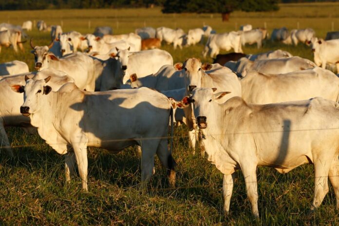 produtores-de-carne-bovina-miram-mais-exportacoes-em-2025.-entenda