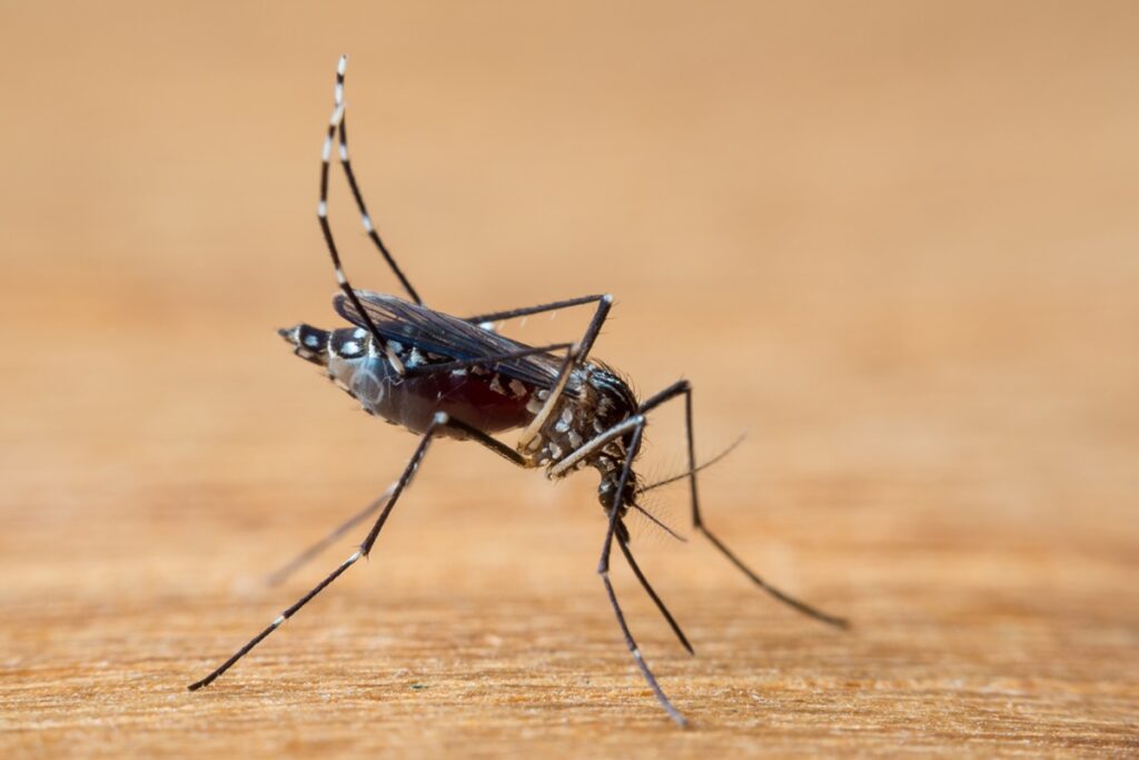 zika-modifica-pele-humana-para-que-ela-se-torne-“ima”-para-mosquitos