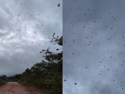 “chuva-de-aranhas”-em-minas-choca-e-confunde-a-internet;-especialista-explica