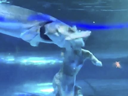 terror-nas-aguas!-“sereia”-mostra-hematomas-apos-ataque-de-peixe-gigante-na-china