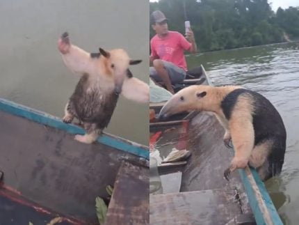 tamandua-entra-de-penetra-em-barco-de-pescadores-para-pegar-carona-no-rio
