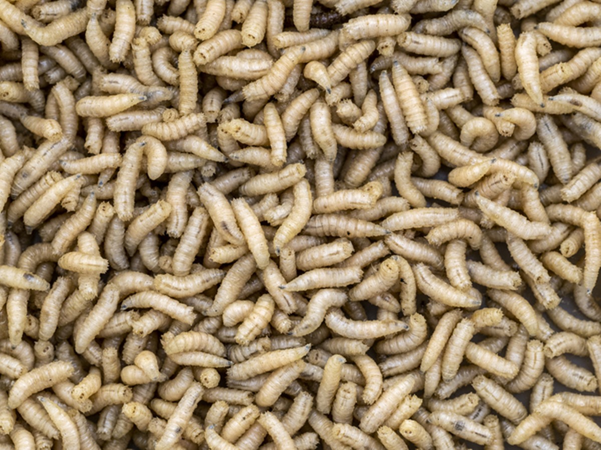 comeria?-europa-libera-uso-de-farinha-de-insetos-em-alimentos