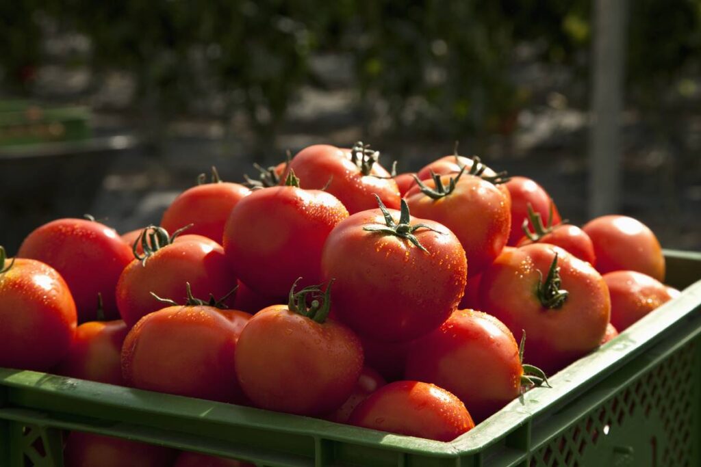 licopeno:-conheca-antioxidante-que-reduz-risco-de-doencas-cronicas