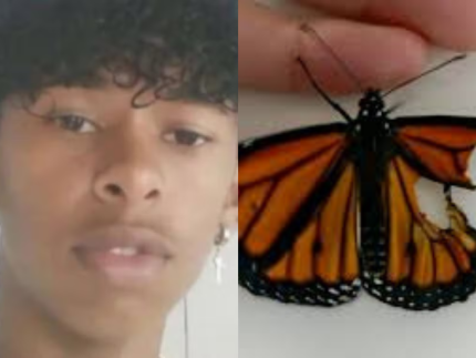 especialista-explica-riscos-de-injetar-borboleta-macerada-com-agua-no-corpo