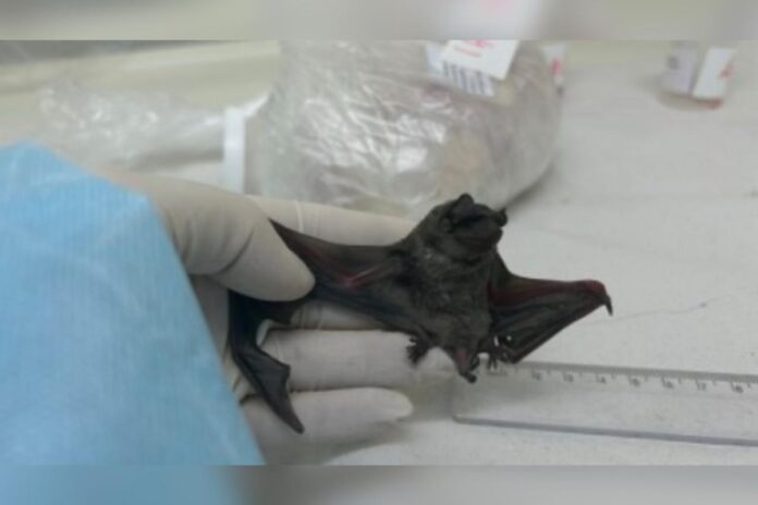 cientistas-encontram-coronavirus-similar-ao-mers-em-morcego-no-ceara