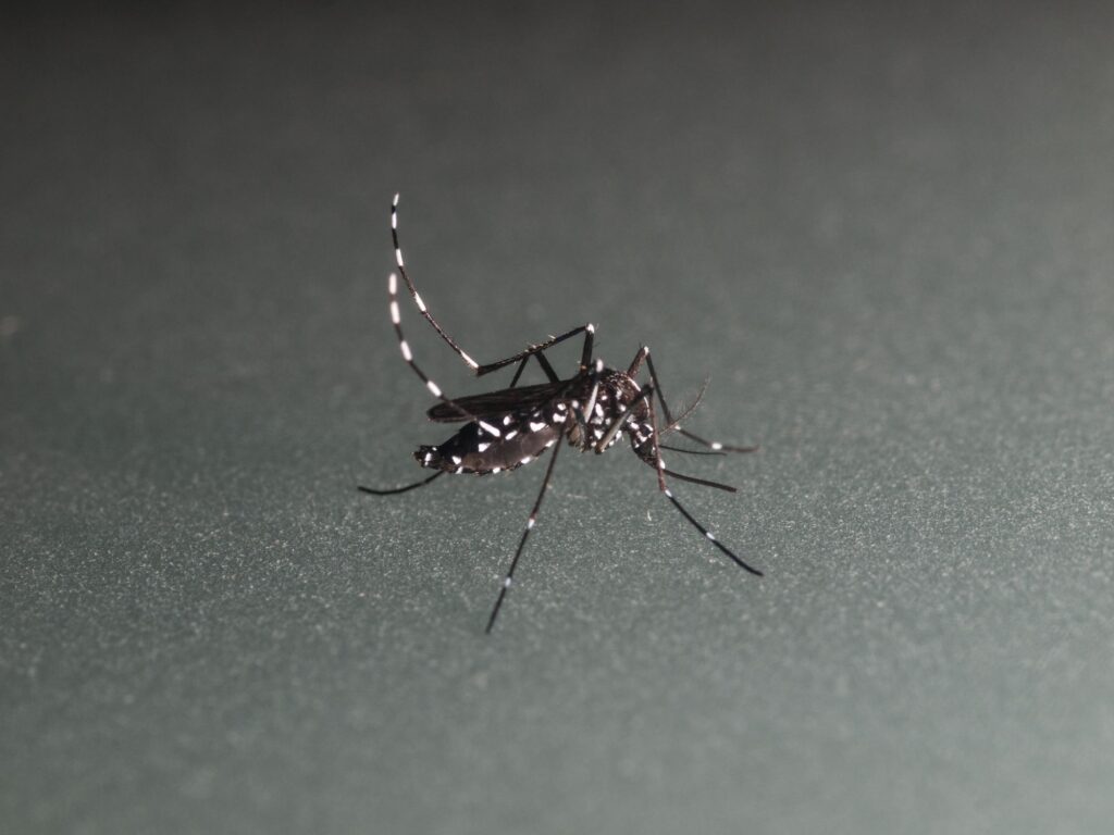 como-se-proteger-da-dengue?-confira-dicas-para-evitar-a-doenca