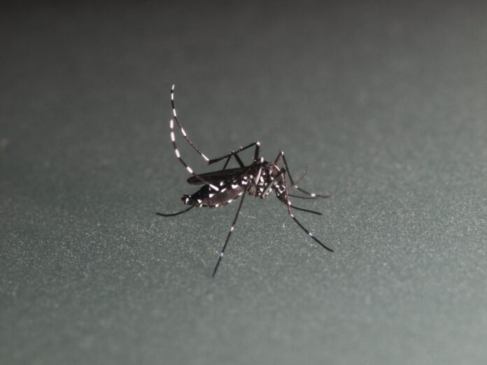 como-se-proteger-da-dengue?-confira-dicas-para-evitar-a-doenca
