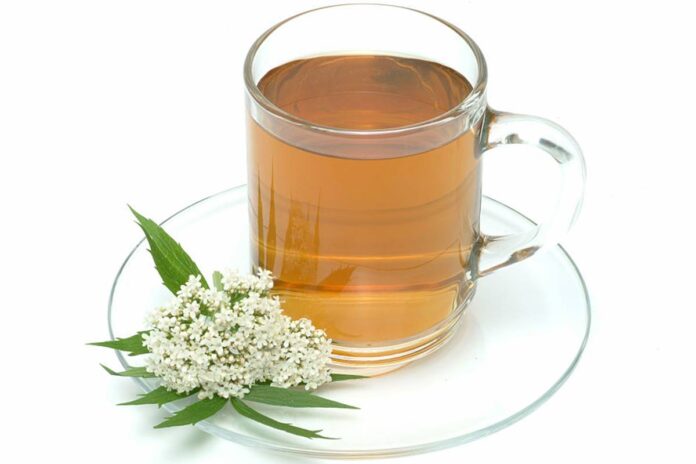 cha-de-valeriana:-conheca-os-beneficios-da-bebida-e-veja-como-consumir