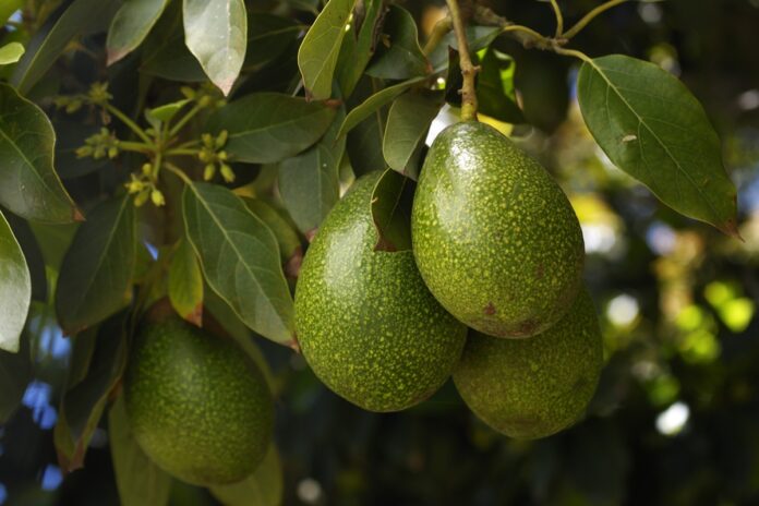 cha-de-folha-de-abacate:-saiba-beneficios-e-como-preparar-a-infusao