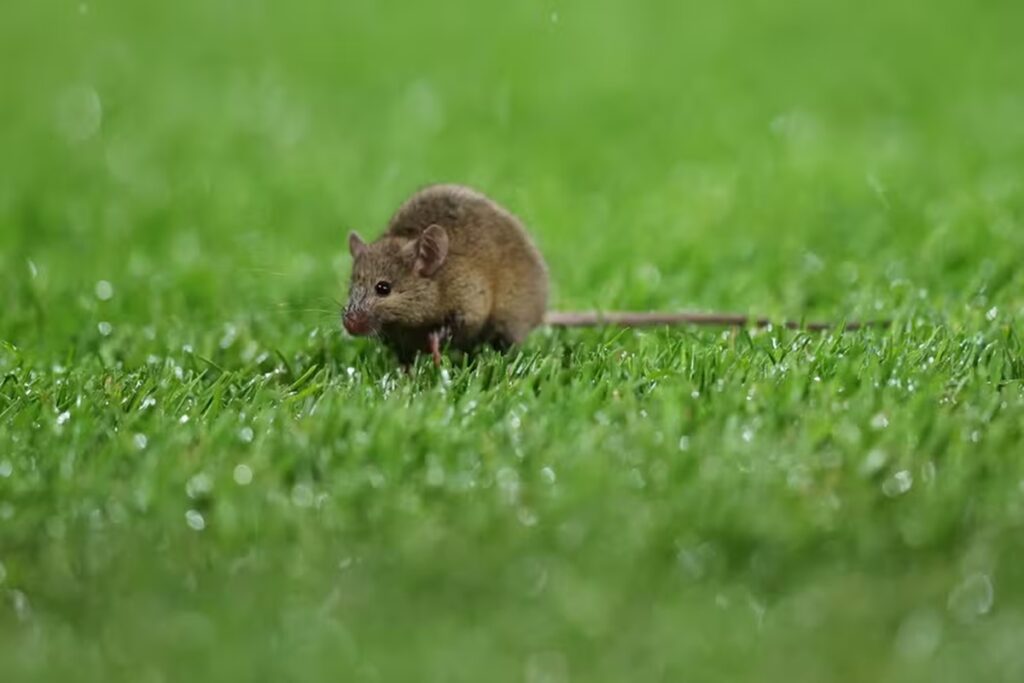rato-e-flagrado-no-gramado-em-jogo-do-manchester-united.-veja