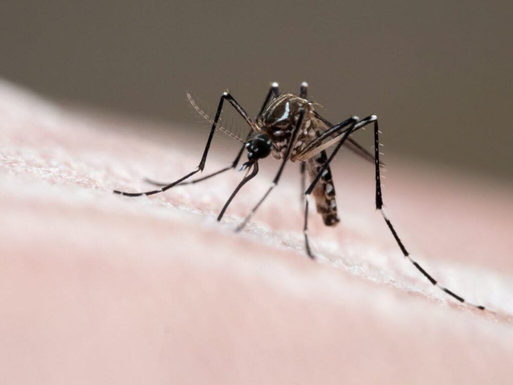 dengue:-entenda-os-cuidados-que-pais-devem-ter-com-saude-das-criancas