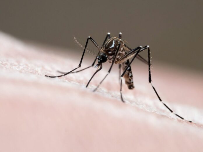 dengue:-entenda-os-cuidados-que-pais-devem-ter-com-saude-das-criancas