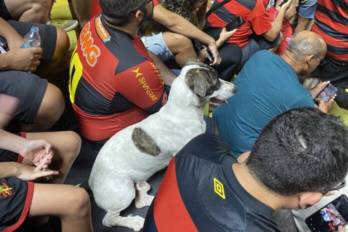 video:-cachorro-assiste-jogo-no-meio-da-torcida-do-sport