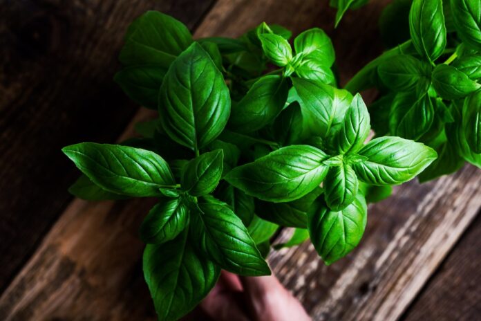 manjericao-e-oregano-ajudam-a-evitar-danos-as-arterias,-indica-estudo
