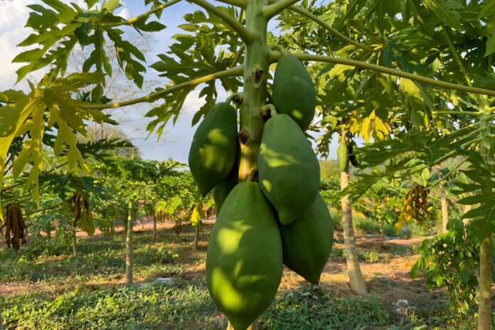 cha-de-folha-de-mamao:-veja-os-principais-beneficios-da-infusao
