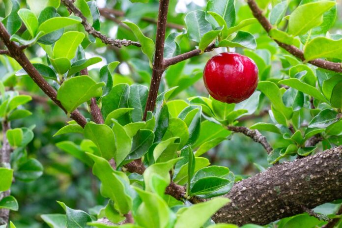 conheca-os-beneficios-do-cha-de-folha-de-acerola-e-saiba-como-preparar