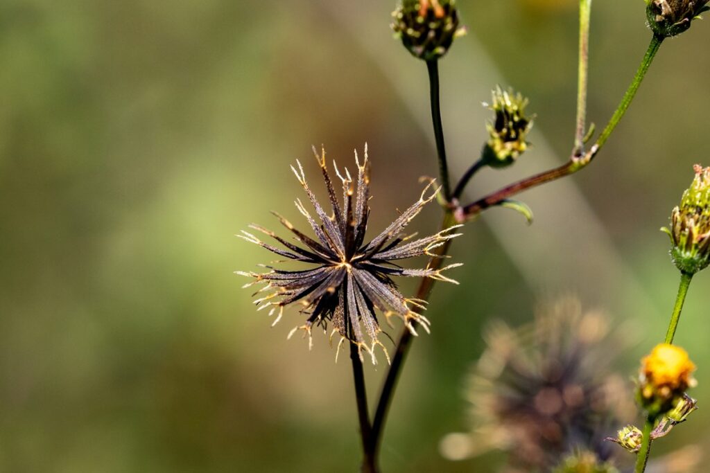 cha-de-picao-preto:-saiba-beneficios-e-como-preparar-a-infusao