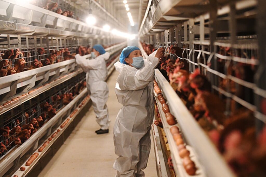 eua-registram-primeiro-surto-de-gripe-aviaria-h7n9-desde-2017