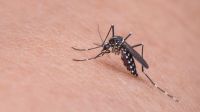 cidade-de-sc-decreta-emergencia-apos-casos-de-dengue-e-chikungunya