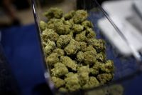 laboratorio-de-maconha-usado-na-producao-de-oleo-e-shampoo-e-fechado-em-go