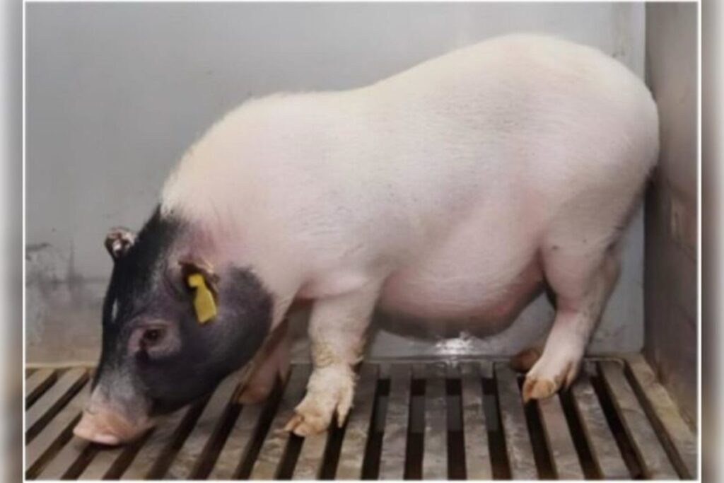 figado-de-porco-e-transplantado-em-paciente-humano-pela-primeira-vez