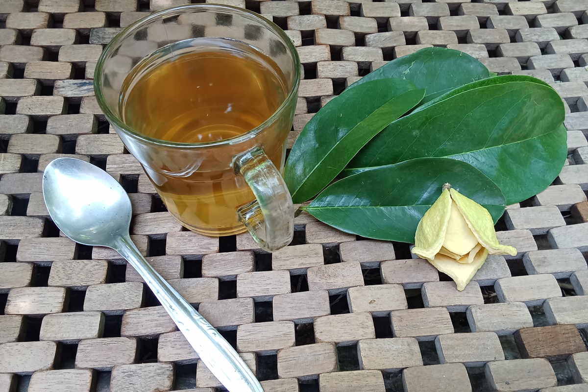 cha-de-folha-de-graviola:-nutricionistas-explicam-beneficios-da-bebida