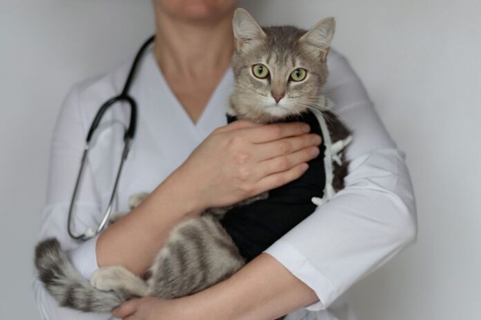 terapia-com-pets:-estudos-reforcam-3-beneficios-para-os-pacientes
