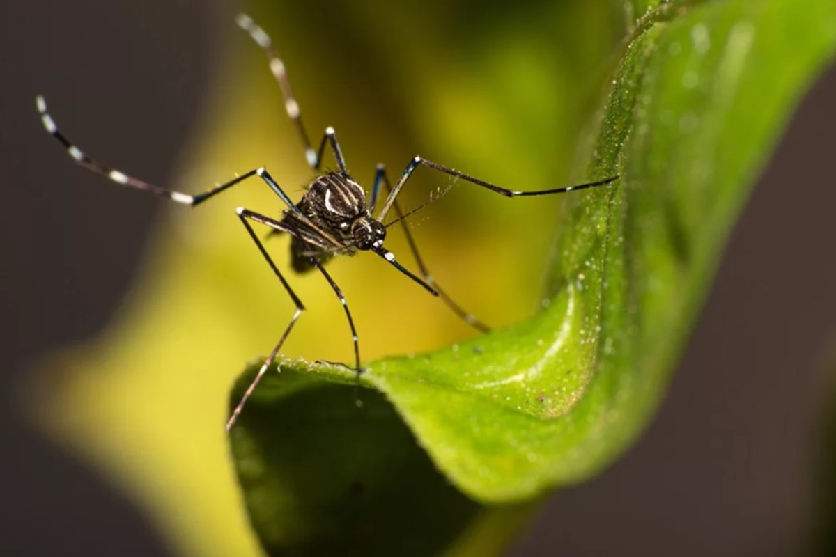 anvisa-aprova-vacina-contra-chikungunya-desenvolvida-pelo-butantan